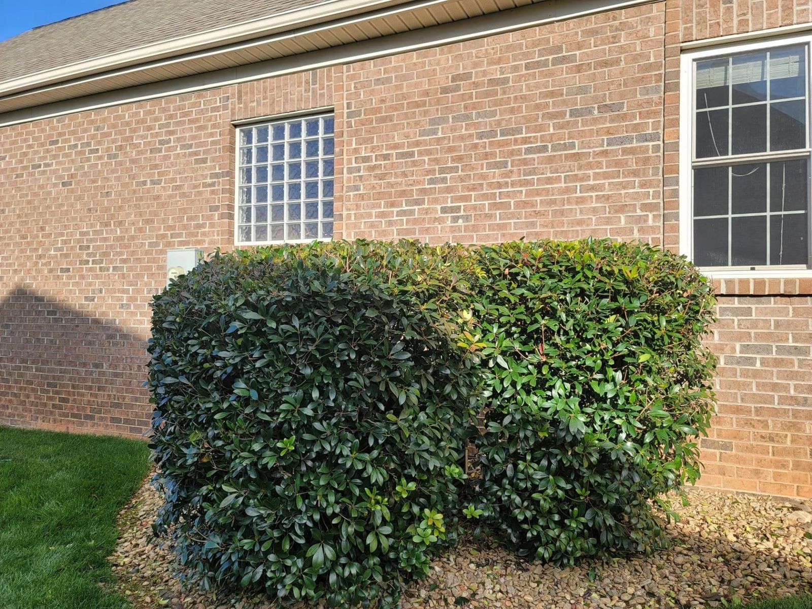 Trim hedges before they crowd out neighbors