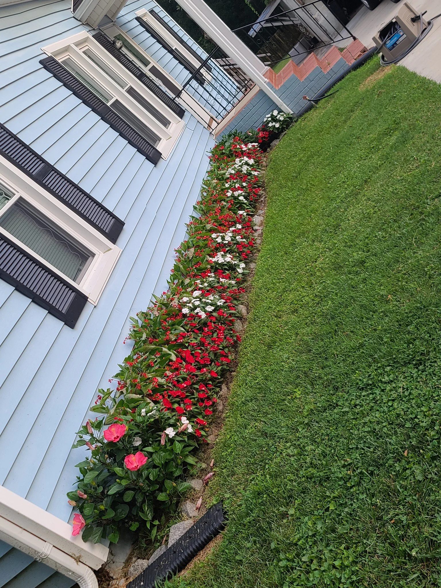 When to cut back perennials